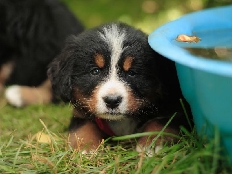曾经被伤害过的狗狗,什么都怕,该怎么让它不怕人怕狗(狗被打得怕主人怎么办呀)(图1)