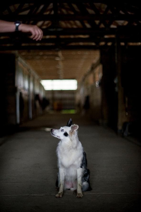 曾经被伤害过的狗狗，什么都怕，该怎么让它不怕人怕狗（狗被打得怕主人怎么办呀）(图4)