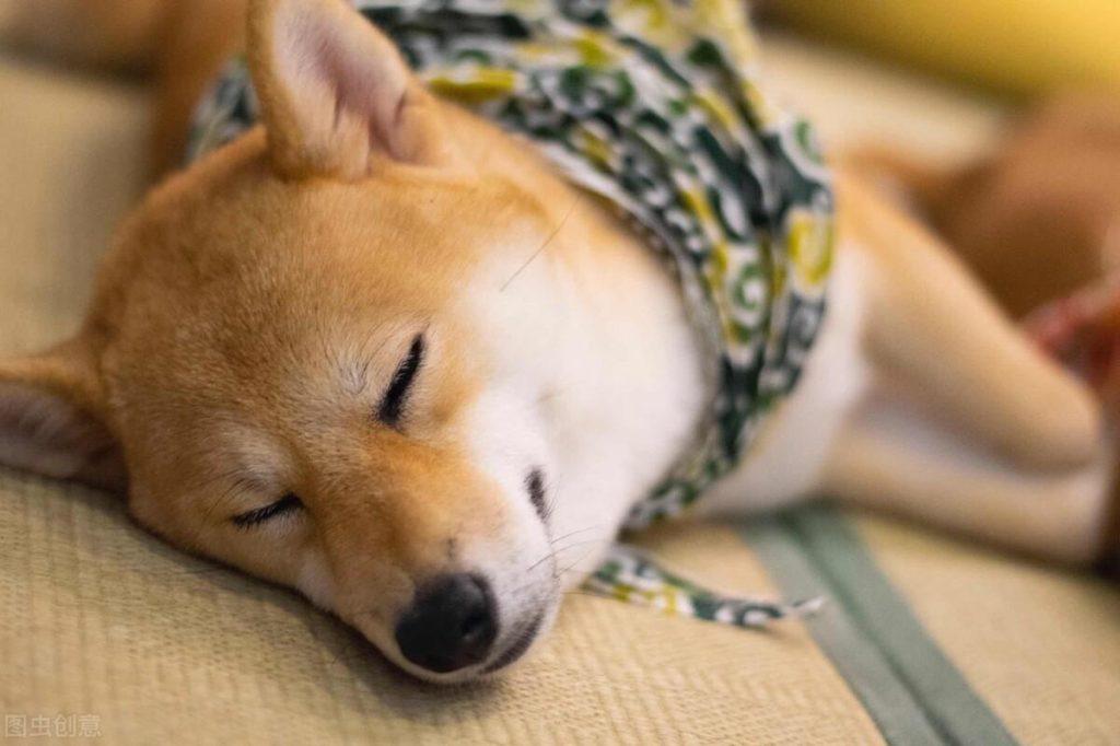 狗狗不吃钙片怎么办，怎样吃才好？（狗子不吃钙片）(图1)