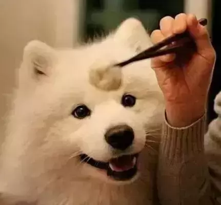 主人要牵绳vs狗狗讨厌项圈？别急，6步教你解决！（狗狗对牵引绳很抗拒）(图3)