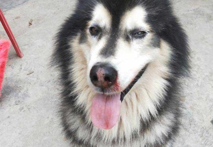 狗狗流鼻血是上火？其实是重病的征兆，主人不及时处理会害了狗狗（狗流鼻血怎么治）(图2)