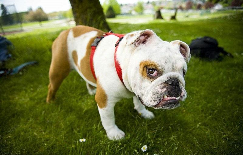 狗狗流鼻血是上火？其实是重病的征兆，主人不及时处理会害了狗狗（狗流鼻血怎么治）(图3)