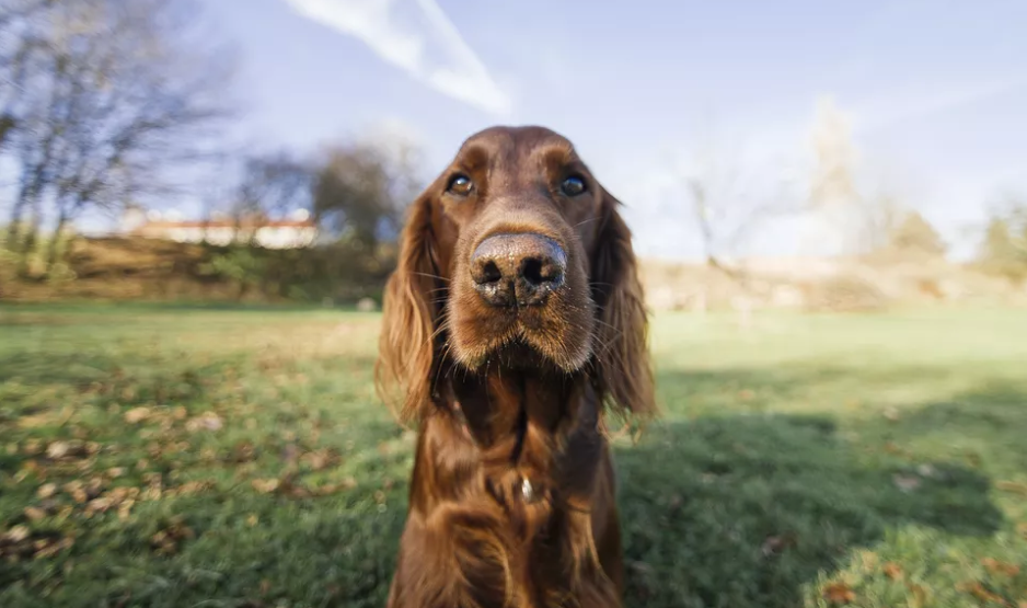 狗狗流鼻血是上火？其实是重病的征兆，主人不及时处理会害了狗狗（狗流鼻血怎么治）(图4)