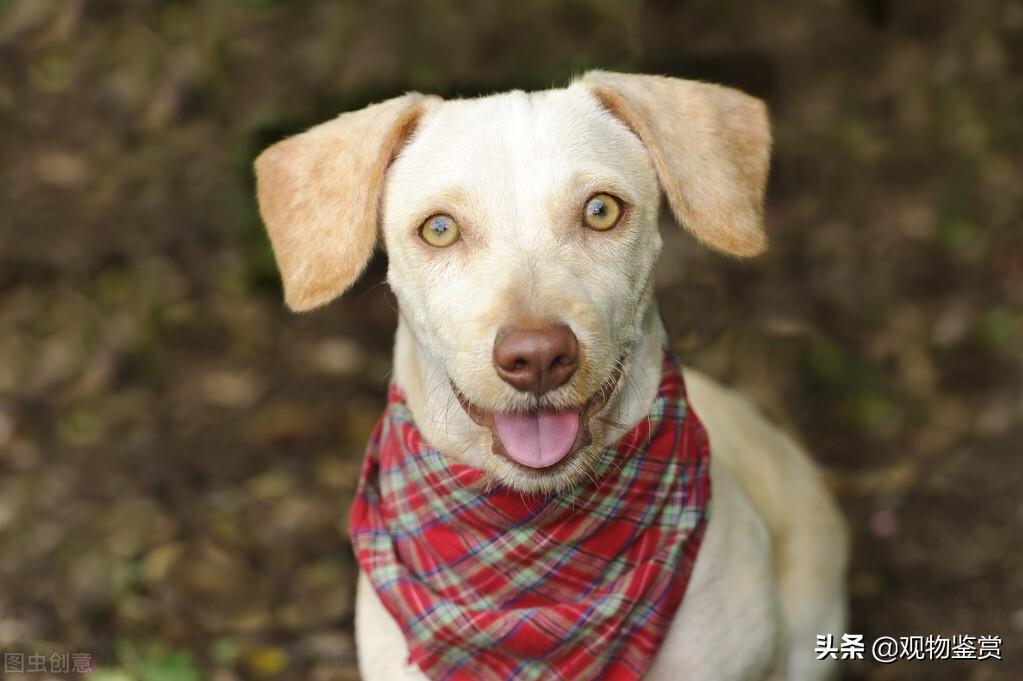 狗毛粘衣服怎么办？教你清理衣服上的狗毛妙招（狗毛粘在衣服上怎么办）(图2)