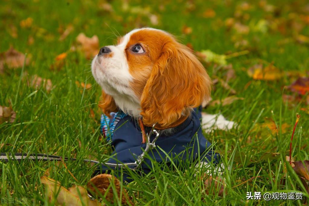狗毛粘衣服怎么办？教你清理衣服上的狗毛妙招（狗毛粘在衣服上怎么办）(图3)
