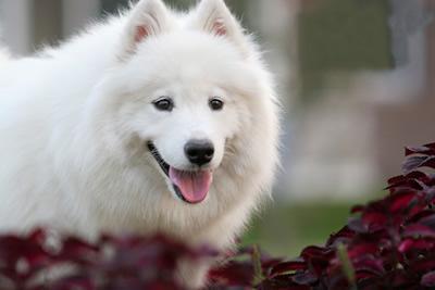 三个月大小的奶狗应如何正确洗澡？（三个月小狗洗澡注意事项）(图1)