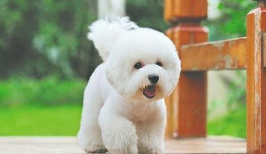 三个月大小的奶狗应如何正确洗澡？（三个月小狗洗澡注意事项）(图2)