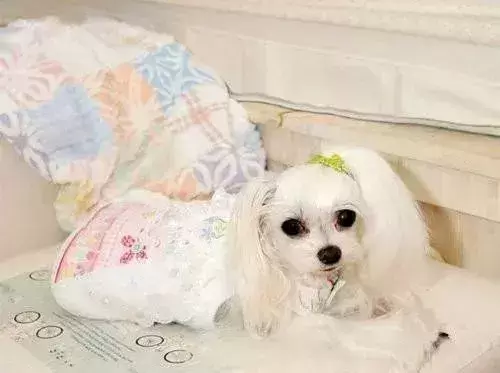 狗肚子中出现蛔虫怎么办？不能盲目选择驱虫药，饮食要注意！（狗肚子里有蛔虫的表现有哪些）(图1)