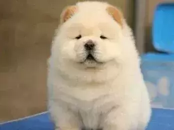 狗肚子中出现蛔虫怎么办？不能盲目选择驱虫药，饮食要注意！（狗肚子里有蛔虫的表现有哪些）(图3)