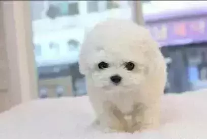 狗肚子中出现蛔虫怎么办？不能盲目选择驱虫药，饮食要注意！（狗肚子里有蛔虫的表现有哪些）(图2)