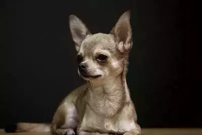 狗肚子中出现蛔虫怎么办？不能盲目选择驱虫药，饮食要注意！（狗肚子里有蛔虫的表现有哪些）(图5)