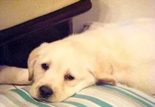 狗肚子中出现蛔虫怎么办？不能盲目选择驱虫药，饮食要注意！（狗肚子里有蛔虫的表现有哪些）(图4)