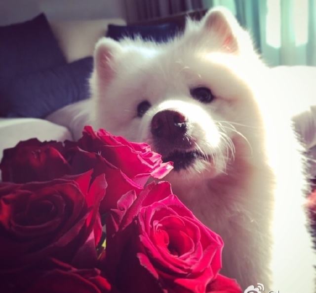 萨摩耶掉毛严重怎么办？不用怕，快试试这些方法（萨摩耶掉毛特别严重怎么办）(图1)