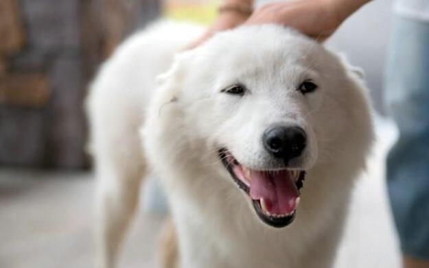 萨摩耶掉毛严重怎么办？不用怕，快试试这些方法（萨摩耶掉毛特别严重怎么办）(图2)