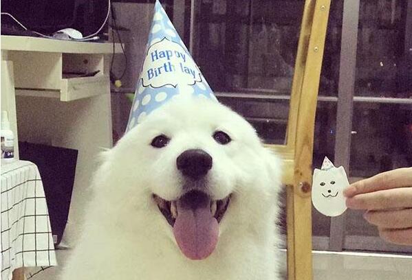 萨摩耶掉毛严重怎么办?不用怕,快试试这些方法(萨摩耶掉毛特别严重怎么办)(图4)