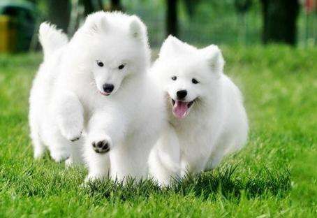 萨摩耶掉毛严重怎么办？不用怕，快试试这些方法（萨摩耶掉毛特别严重怎么办）(图3)