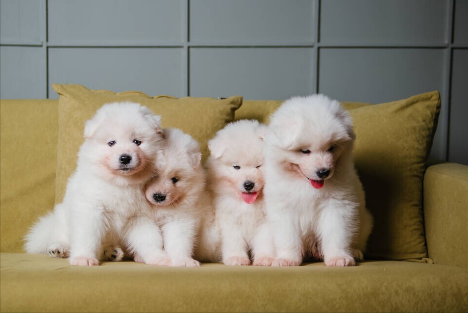 萨摩耶的饲养技巧来了(萨摩耶的饲养管理方法)(图1)