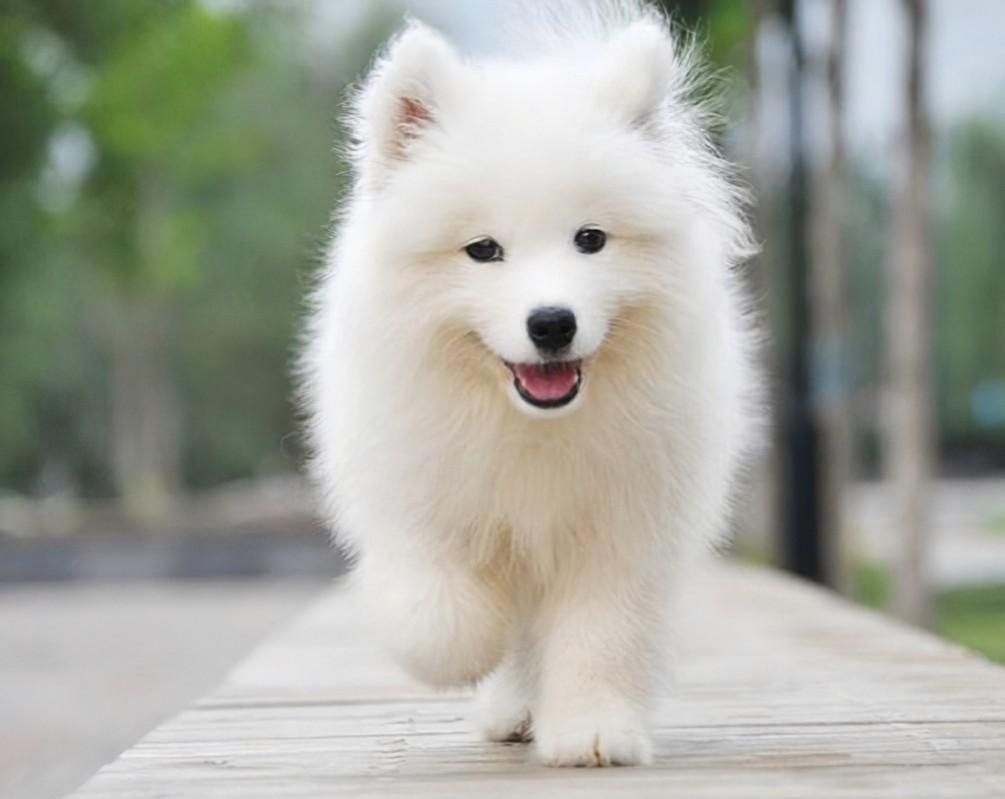 萨摩耶的饲养技巧来了(萨摩耶的饲养管理方法)(图2)