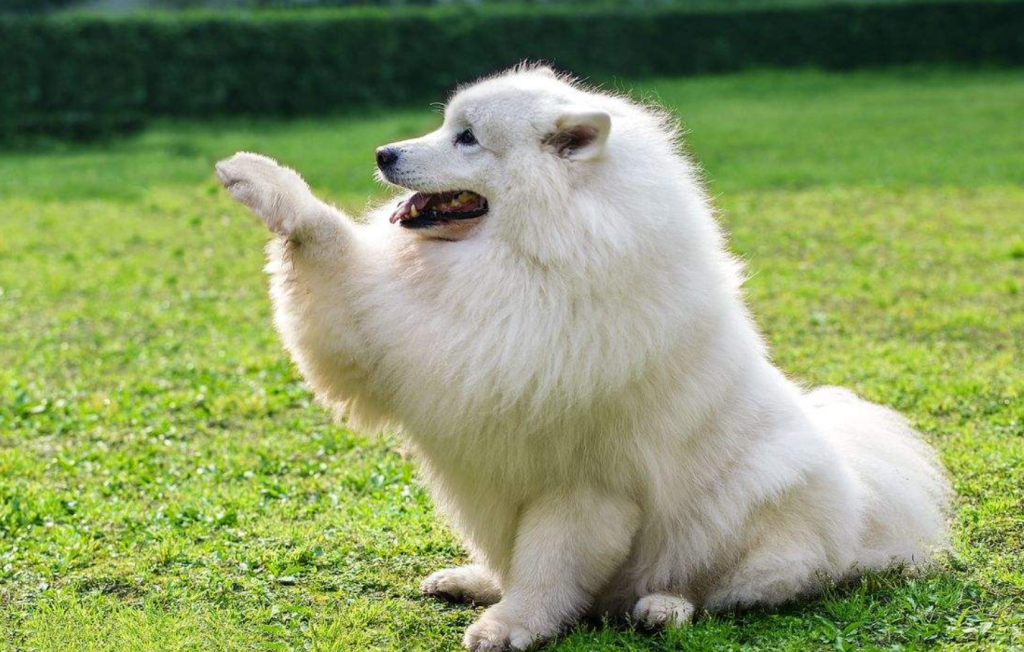 萨摩耶犬怎样训练才听话?讲一讲训犬的注意事项(萨摩耶犬如何训练视频)(图1)