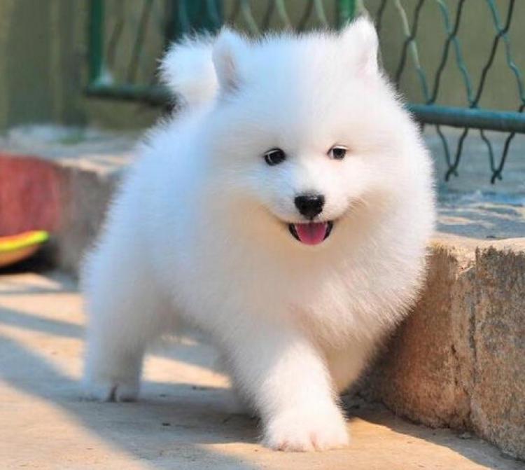 萨摩耶怕不怕热？夏天怎么给萨摩耶降温（萨摩耶怕不怕冷风）(图2)