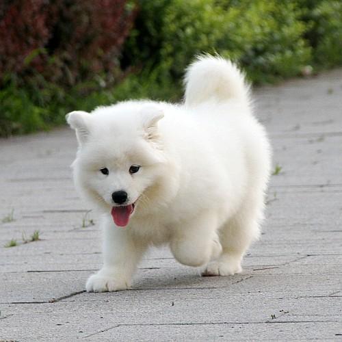 萨摩耶怕不怕热？夏天怎么给萨摩耶降温（萨摩耶怕不怕冷风）(图3)