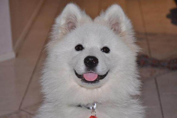 除了天使的微笑，萨摩耶还有以下6个小秘密，你真的知道吗？（萨摩耶犬有多可爱）(图1)