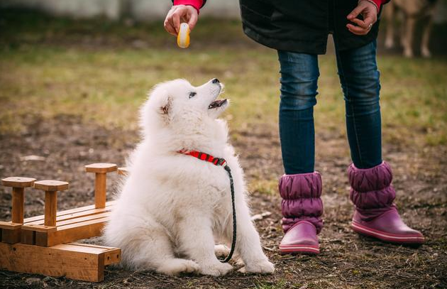 除了天使的微笑，萨摩耶还有以下6个小秘密，你真的知道吗？（萨摩耶犬有多可爱）(图2)