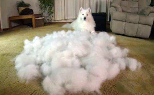 除了天使的微笑，萨摩耶还有以下6个小秘密，你真的知道吗？（萨摩耶犬有多可爱）(图3)