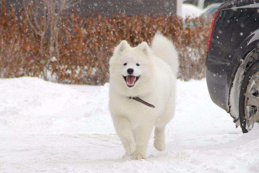 除了天使的微笑，萨摩耶还有以下6个小秘密，你真的知道吗？（萨摩耶犬有多可爱）(图4)