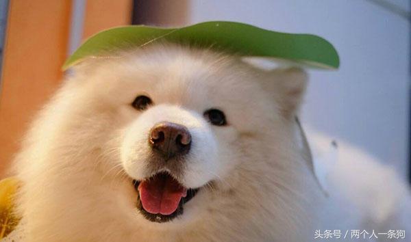 萨摩耶毛发保养的三个小诀窍，不过要注意这两点（萨摩耶毛长吗）(图2)