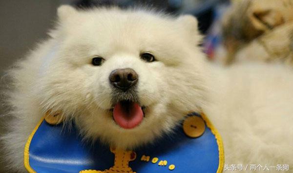 萨摩耶毛发保养的三个小诀窍，不过要注意这两点（萨摩耶毛长吗）(图1)