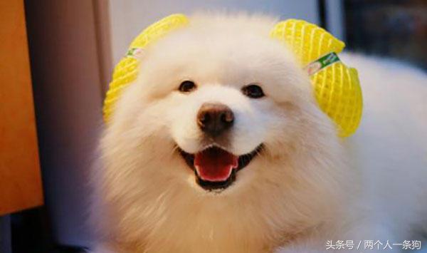 萨摩耶毛发保养的三个小诀窍，不过要注意这两点（萨摩耶毛长吗）(图3)