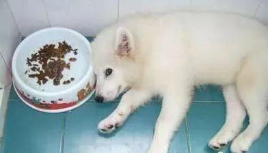 狗狗饿急眼也不吃东西,可能是这些原因导致的(狗狗饿太久没力气怎么办?)(图1)