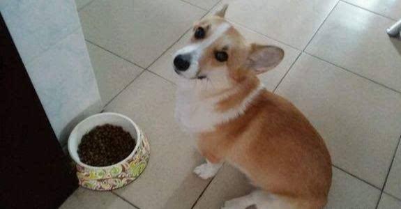 狗狗饿急眼也不吃东西,可能是这些原因导致的(狗狗饿太久没力气怎么办?)(图3)
