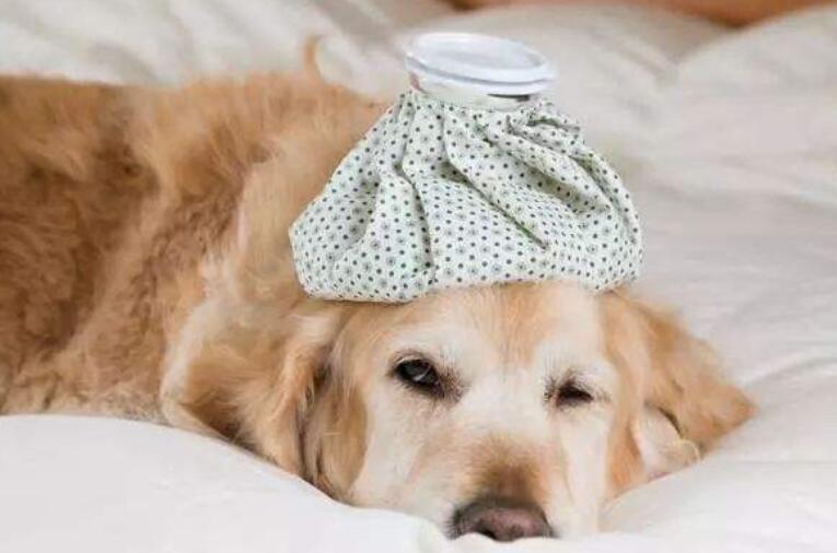 金毛犬拉稀怎么办？金毛犬拉稀的几个原因和解决办法（金毛狗拉稀了该怎么办）(图2)