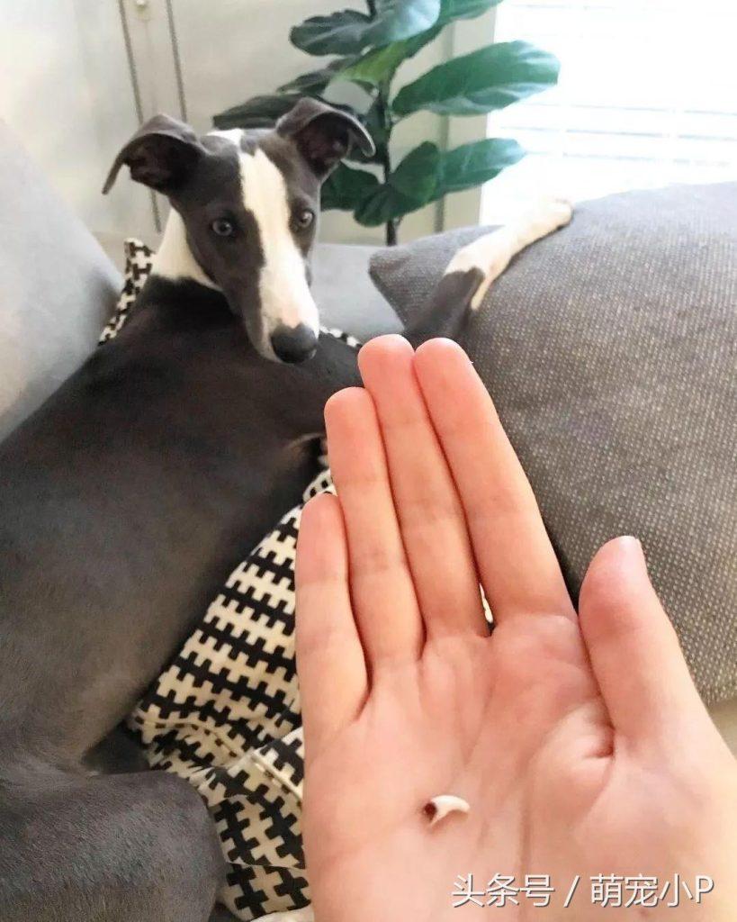 狗狗换牙期喜欢咬拖鞋、不肯吃饭？别急，这招或许管用（狗狗换牙期咬东西会都是血吗）(图3)