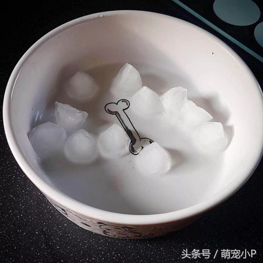 狗狗换牙期喜欢咬拖鞋、不肯吃饭？别急，这招或许管用（狗狗换牙期咬东西会都是血吗）(图4)