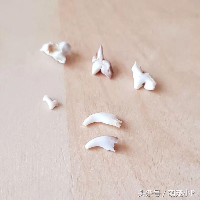 狗狗换牙期喜欢咬拖鞋、不肯吃饭？别急，这招或许管用（狗狗换牙期咬东西会都是血吗）(图1)