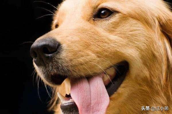 金毛犬患上关节炎，一条腿瘸，有什么办法医治？（金毛关节炎能自愈吗视频）(图1)