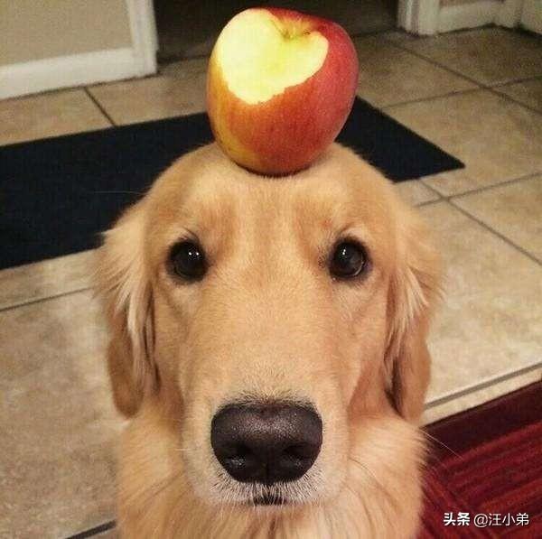 金毛犬患上关节炎，一条腿瘸，有什么办法医治？（金毛关节炎能自愈吗视频）(图2)