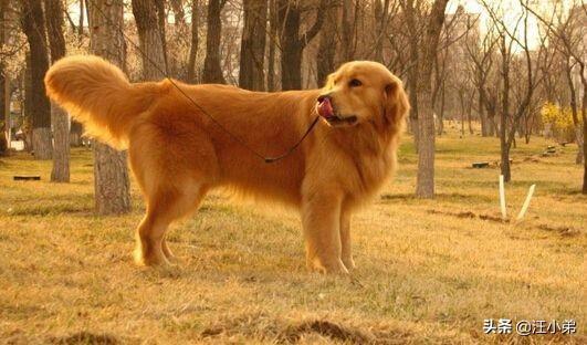 金毛犬患上关节炎，一条腿瘸，有什么办法医治？（金毛关节炎能自愈吗视频）(图4)