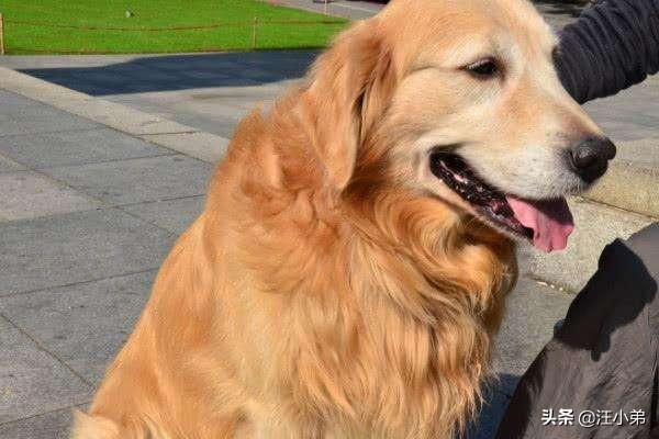 金毛犬患上关节炎，一条腿瘸，有什么办法医治？（金毛关节炎能自愈吗视频）(图3)