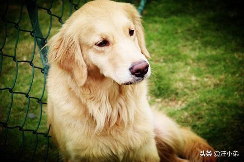 金毛犬患上关节炎，一条腿瘸，有什么办法医治？（金毛关节炎能自愈吗视频）(图5)