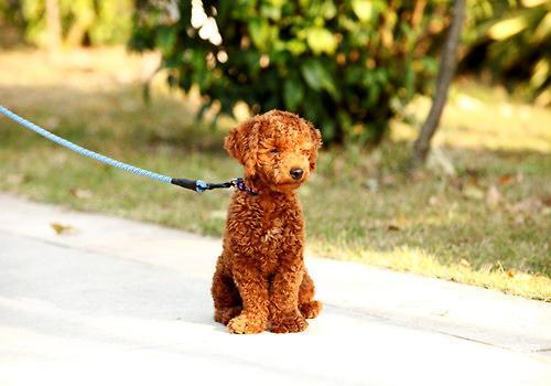 训狗小技巧：怎样让狗适应项圈和牵引带？（如何让狗狗带上牵引绳跟你走）(图2)