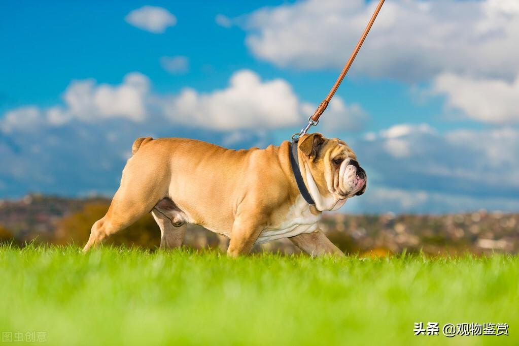 狗出行必备的工具——牵引绳，狗牵引绳是怎么套的（狗狗牵引绳怎么套教学视频）(图1)