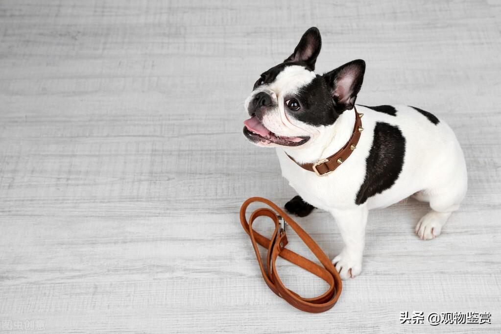 狗出行必备的工具——牵引绳，狗牵引绳是怎么套的（狗狗牵引绳怎么套教学视频）(图2)