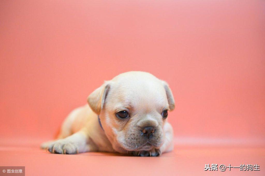 哪些情况会导致狗狗“皮下积液”？能不能自己消退？（狗狗皮下气肿最简单的方法治疗）(图1)