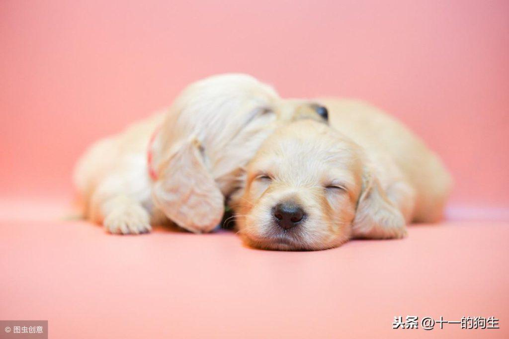 哪些情况会导致狗狗“皮下积液”？能不能自己消退？（狗狗皮下气肿最简单的方法治疗）(图2)