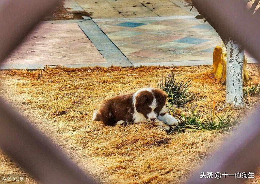 哪些情况会导致狗狗“皮下积液”？能不能自己消退？（狗狗皮下气肿最简单的方法治疗）(图4)