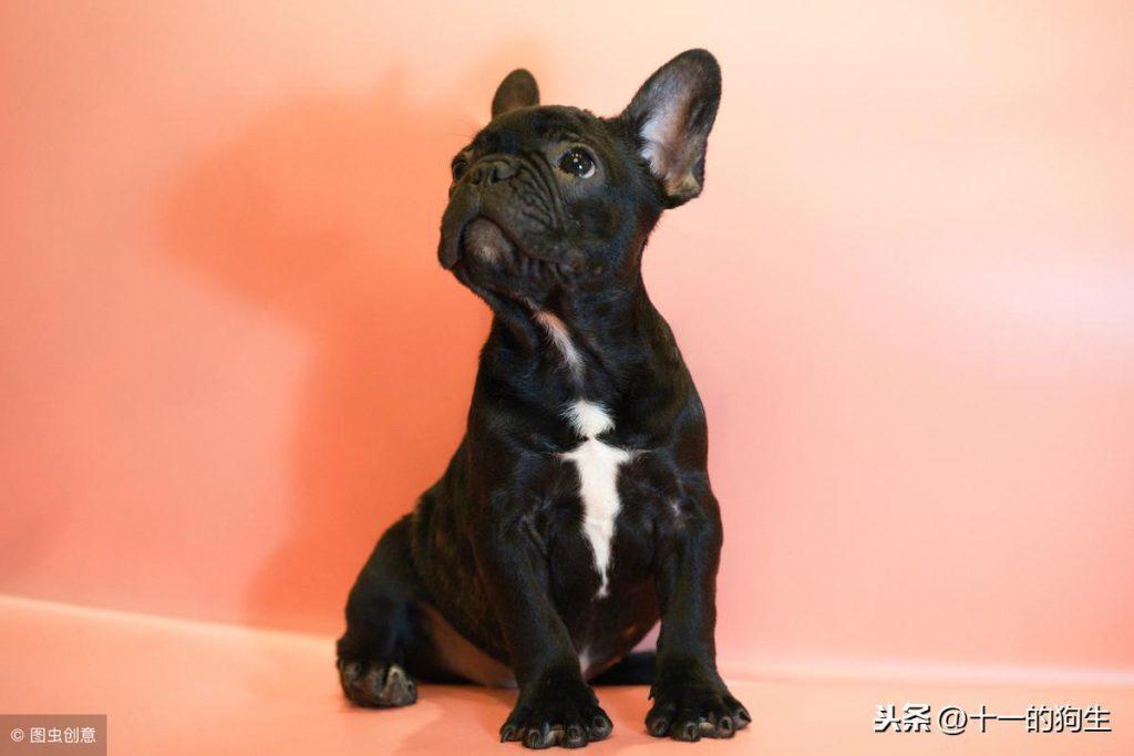 哪些情况会导致狗狗“皮下积液”？能不能自己消退？（狗狗皮下气肿最简单的方法治疗）(图3)